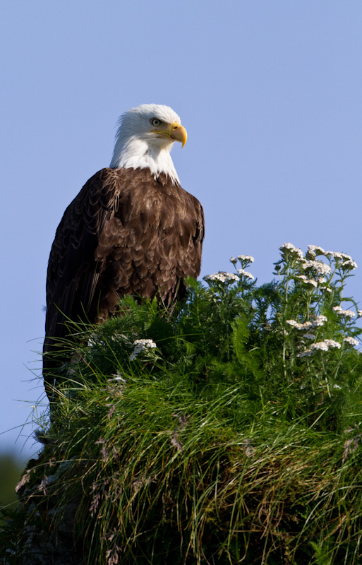 Bald Eagle